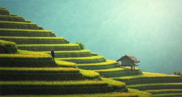 Exploration des rizières en terrasse de Bali : un voyage au cœur de la culture balinaise