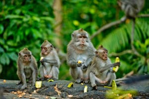 A Bali des singes orchestrent une arnaque sophistiquée pour dérober objets et surprendre les touristes