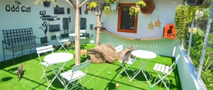 The Odd Cat Bali : Un Paradis pour les Amateurs de Chats et de Café