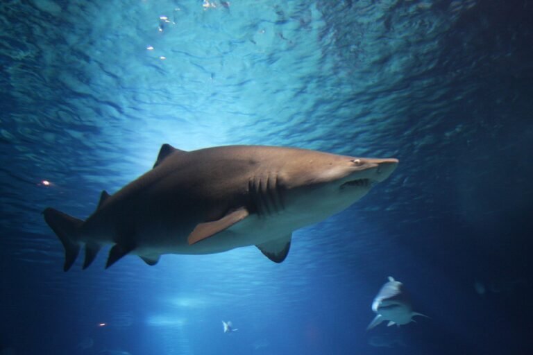 Rencontre avec un Grand Requin Blanc à Bali : Une Expérience Unique