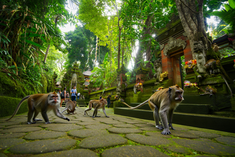 Monkey Forest à Bali : Guide Complet pour une Visite Inoubliable
