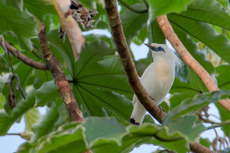 Étourneau de Rothschild Bali caractéristiques, habitat, comportement social et reproduction