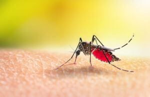 Mesures immédiates à prendre en cas de suspicion de dengue pour limiter la maladie et les complications