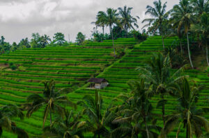 Les Plus Belles Rizières de Bali : Nos 6 Coups de Cœur Inoubliables