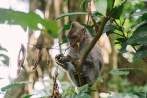 Séjour à Ubud : Guide Complet pour Vivre une Expérience Authentique au Cœur de Bali
