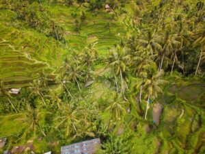 Rizières de Tegallalang : Guide Complet pour Découvrir ce Joyau de Bali